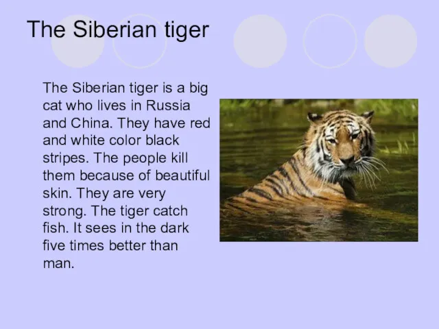 The Siberian tiger The Siberian tiger is a big cat
