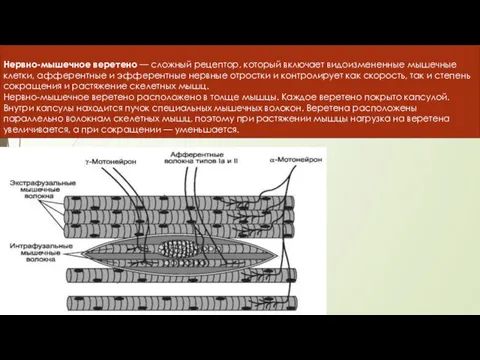 Нервно-мышечное веретено — сложный рецептор, который включает видоизмененные мышечные клетки,