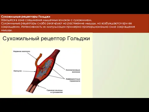 Сухожильные рецепторы Гольджи Находятся в зоне соединения мышечных волокон с