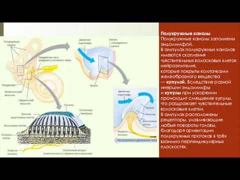 Полукружные каналы Полукружные каналы заполнены эндолимфой. В ампулах полукружных каналов