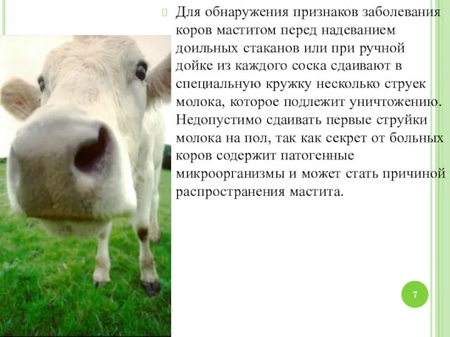 Для обнаружения признаков заболевания коров маститом перед надеванием доильных стаканов или при ручной