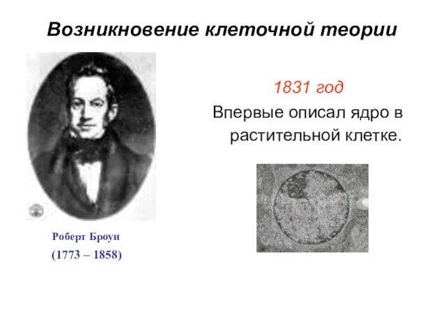 Роберт Броун 1831 год Впервые описал ядро в растительной клетке. (1773 – 1858) Возникновение клеточной теории