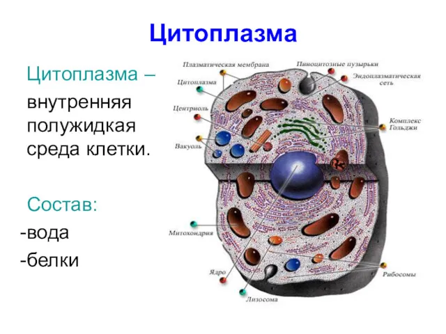 Цитоплазма Цитоплазма – внутренняя полужидкая среда клетки. Состав: вода белки