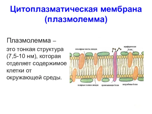 Цитоплазматическая мембрана (плазмолемма) Плазмолемма – это тонкая структура (7,5-10 нм), которая отделяет содержимое