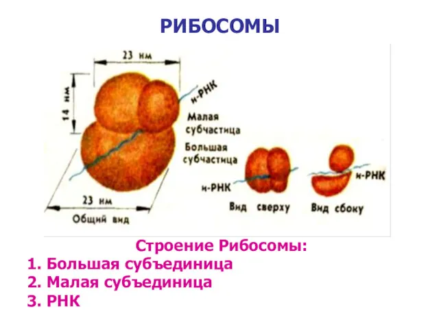 РИБОСОМЫ Строение Рибосомы: 1. Большая субъединица 2. Малая субъединица 3. РНК