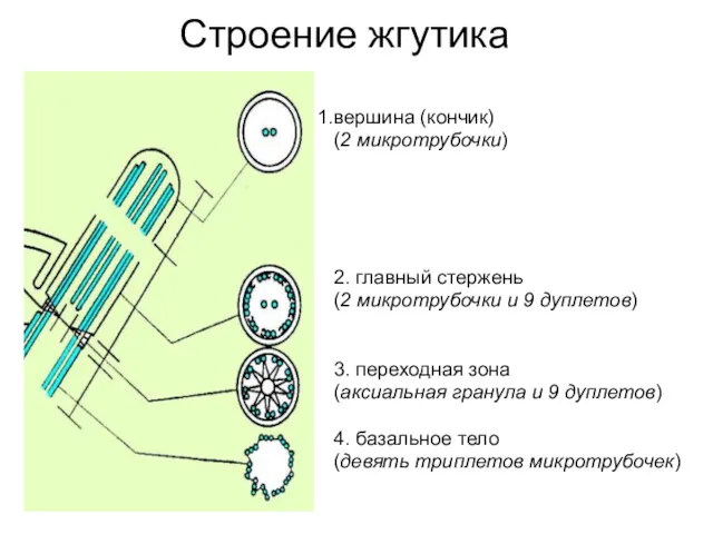 Строение жгутика вершина (кончик) (2 микротрубочки) 2. главный стержень (2 микротрубочки и 9