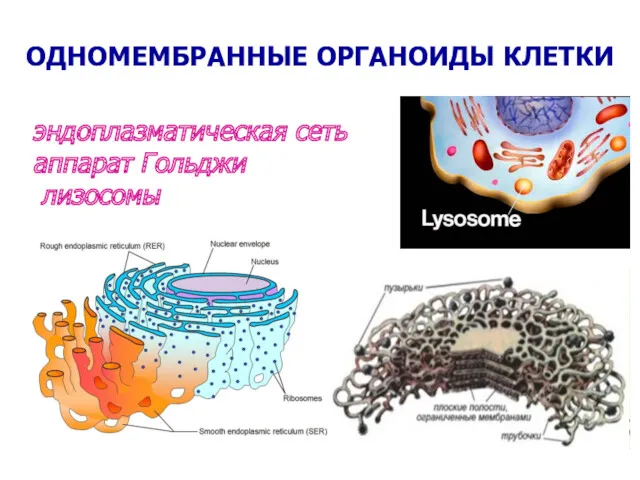 ОДНОМЕМБРАННЫЕ ОРГАНОИДЫ КЛЕТКИ эндоплазматическая сеть аппарат Гольджи лизосомы