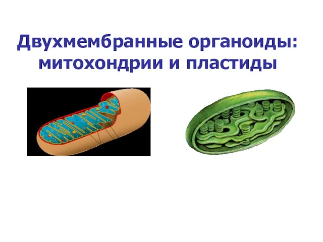 Двухмембранные органоиды: митохондрии и пластиды
