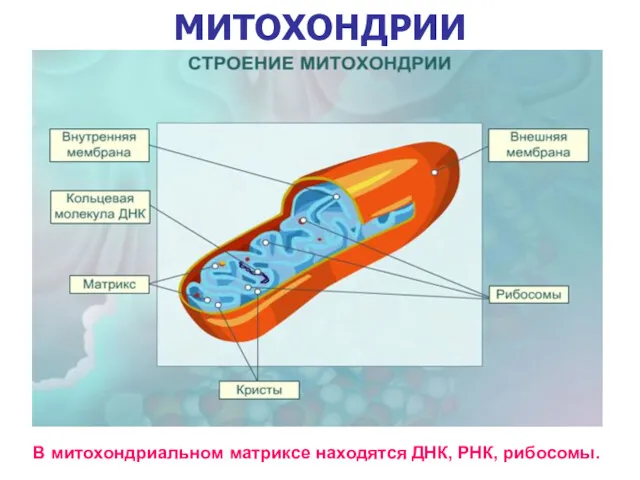 МИТОХОНДРИИ В митохондриальном матриксе находятся ДНК, РНК, рибосомы.