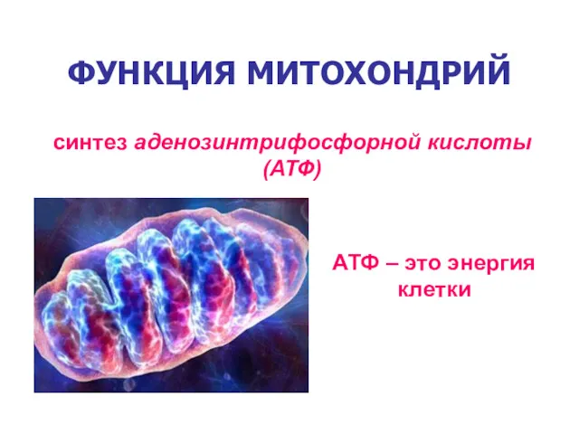 ФУНКЦИЯ МИТОХОНДРИЙ синтез аденозинтрифосфорной кислоты (АТФ) АТФ – это энергия клетки