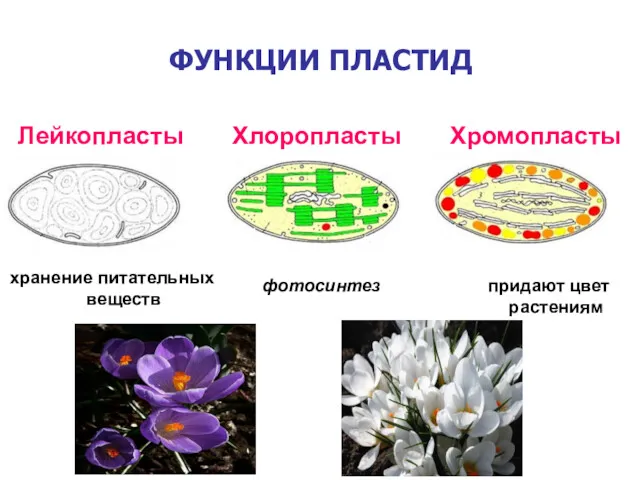 ФУНКЦИИ ПЛАСТИД Лейкопласты Хлоропласты Хромопласты хранение питательных веществ фотосинтез придают цвет растениям