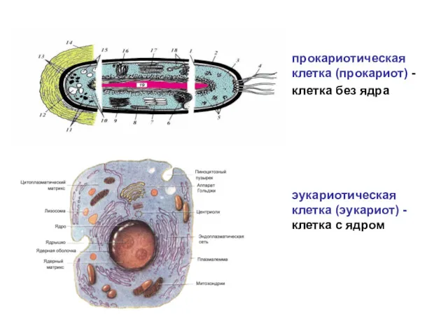прокариотическая клетка (прокариот) - клетка без ядра эукариотическая клетка (эукариот) - клетка с ядром