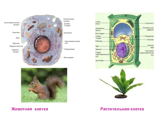 Животная клетка Растительная клетка