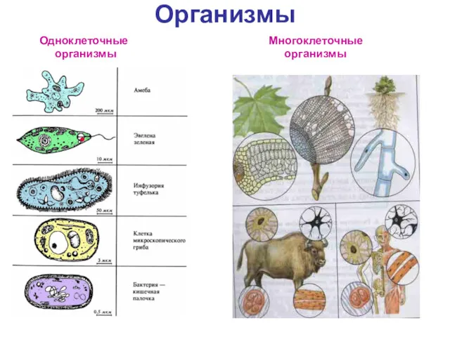 Организмы Одноклеточные Многоклеточные организмы организмы