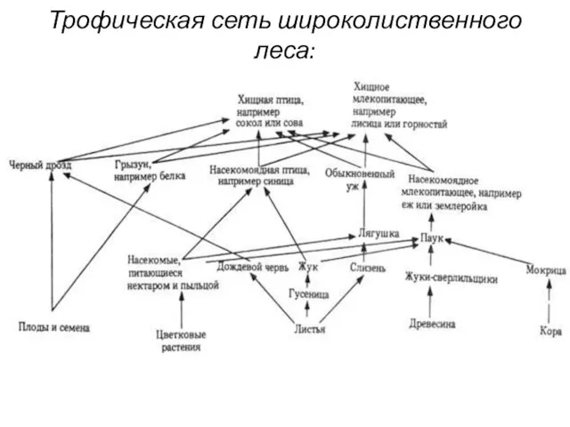 Трофическая сеть широколиственного леса: