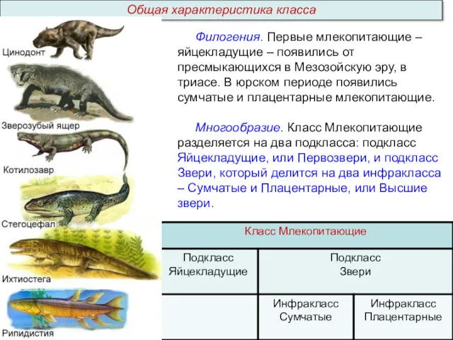 Филогения. Первые млекопитающие – яйцекладущие – появились от пресмыкающихся в