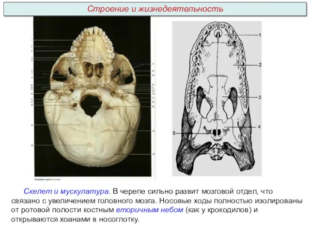 Скелет и мускулатура. В черепе сильно развит мозговой отдел, что