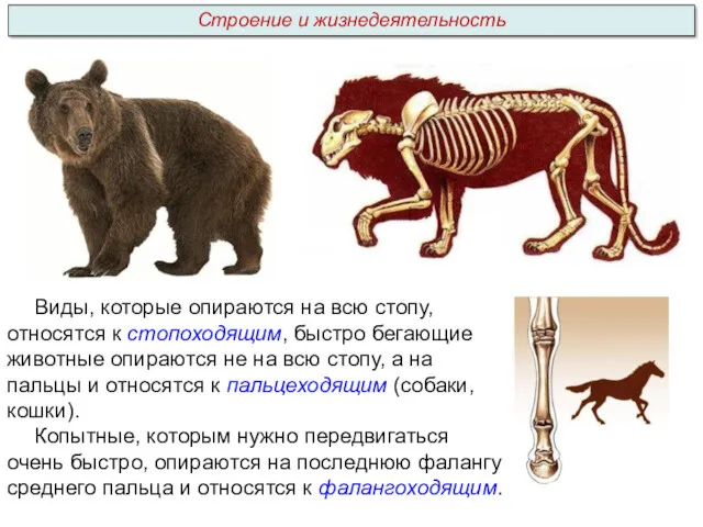 Виды, которые опираются на всю стопу, относятся к стопоходящим, быстро