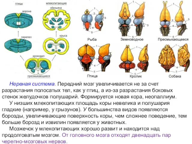 Нервная система. Передний мозг увеличивается не за счет разрастания полосатых