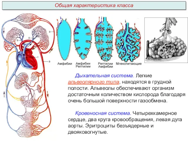 Дыхательная система. Легкие альвеолярного типа, находятся в грудной полости. Альвеолы