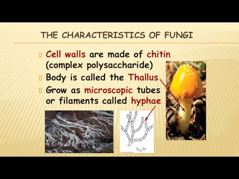 THE CHARACTERISTICS OF FUNGI Cell walls are made of chitin