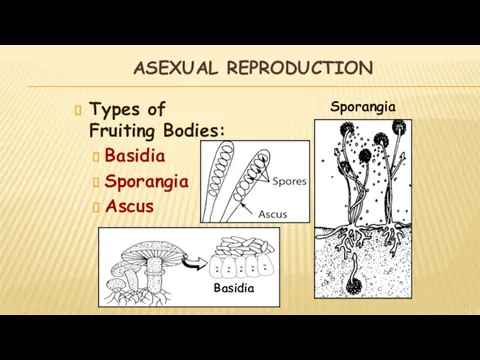 ASEXUAL REPRODUCTION Types of Fruiting Bodies: Basidia Sporangia Ascus Basidia Sporangia