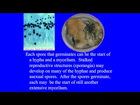 Each spore that germinates can be the start of a hypha and a