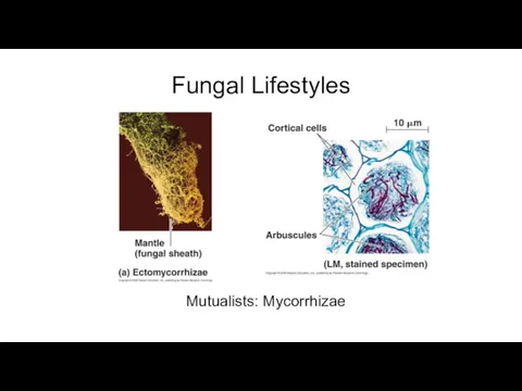 Fungal Lifestyles Mutualists: Mycorrhizae