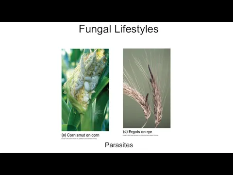 Fungal Lifestyles Parasites