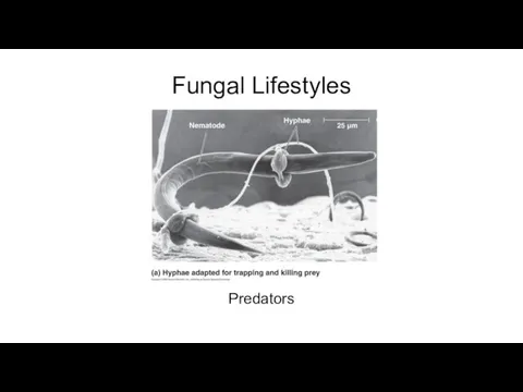 Fungal Lifestyles Predators
