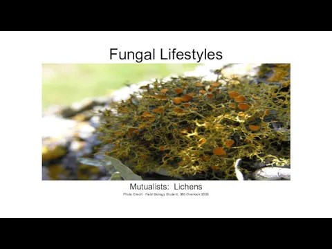 Fungal Lifestyles Mutualists: Lichens Photo Credit: Field Biology Student, 360 Overlook 2005