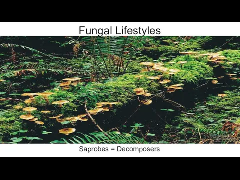 Fungal Lifestyles Saprobes = Decomposers