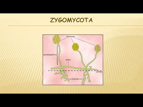 ZYGOMYCOTA