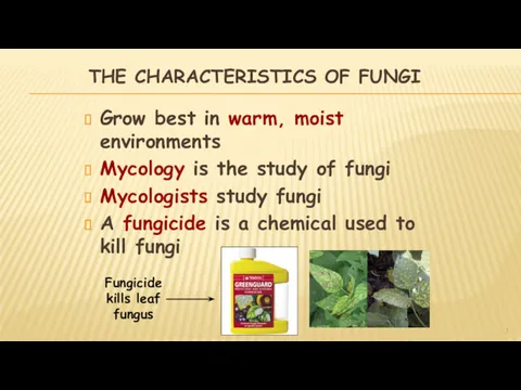 THE CHARACTERISTICS OF FUNGI Grow best in warm, moist environments