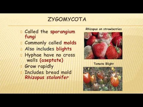 ZYGOMYCOTA Called the sporangium fungi Commonly called molds Also includes blights Hyphae have