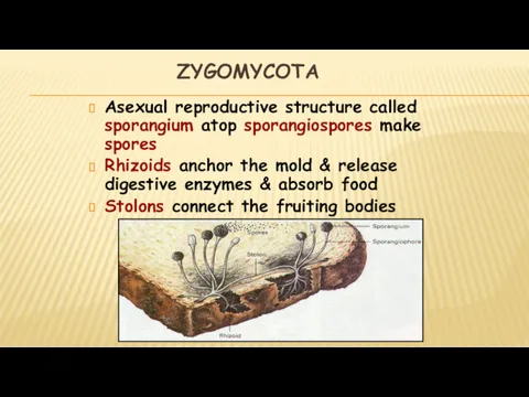 ZYGOMYCOTA Asexual reproductive structure called sporangium atop sporangiospores make spores Rhizoids anchor the