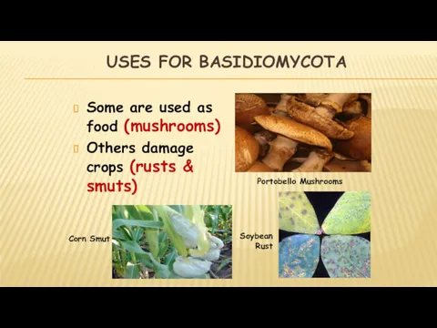 USES FOR BASIDIOMYCOTA Some are used as food (mushrooms) Others damage crops (rusts