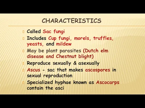 CHARACTERISTICS Called Sac fungi Includes Cup fungi, morels, truffles, yeasts, and mildew May