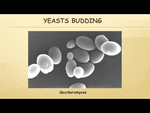 YEASTS BUDDING Saccharomyces