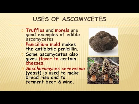 USES OF ASCOMYCETES Truffles and morels are good examples of edible ascomycetes Penicillium