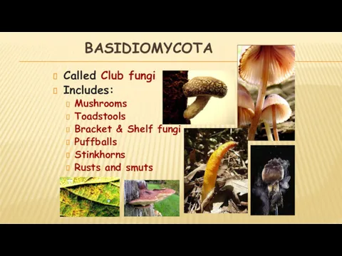 BASIDIOMYCOTA Called Club fungi Includes: Mushrooms Toadstools Bracket & Shelf fungi Puffballs Stinkhorns Rusts and smuts
