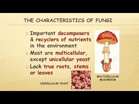 THE CHARACTERISTICS OF FUNGI Important decomposers & recyclers of nutrients in the environment