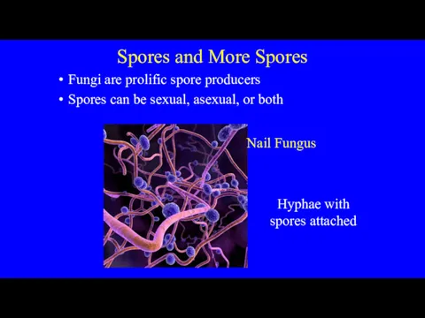 Spores and More Spores Fungi are prolific spore producers Spores