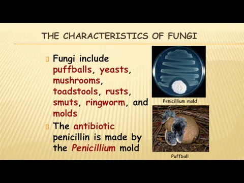 THE CHARACTERISTICS OF FUNGI Fungi include puffballs, yeasts, mushrooms, toadstools, rusts, smuts, ringworm,