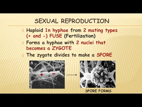 SEXUAL REPRODUCTION Haploid 1n hyphae from 2 mating types (+ and -) FUSE