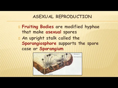 ASEXUAL REPRODUCTION Fruiting Bodies are modified hyphae that make asexual spores An upright