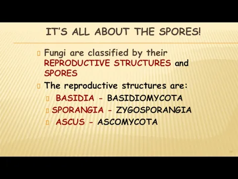 IT’S ALL ABOUT THE SPORES! Fungi are classified by their REPRODUCTIVE STRUCTURES and
