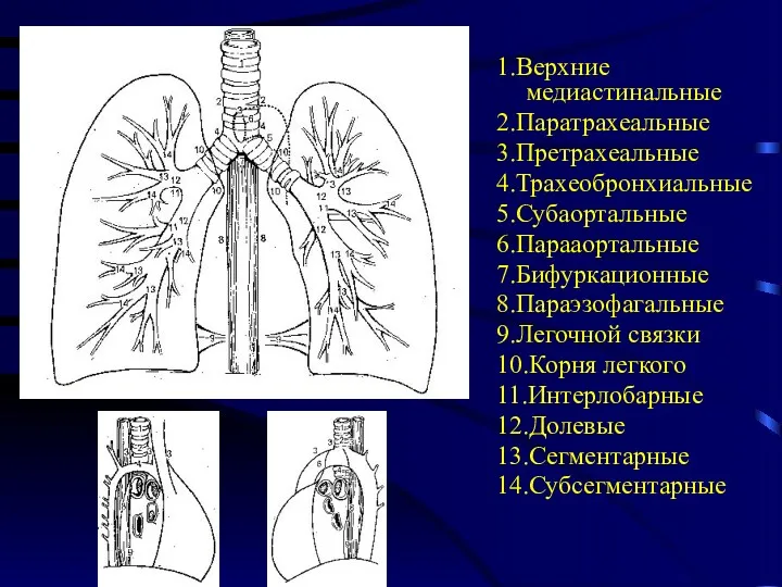 1.Верхние медиастинальные 2.Паратрахеальные 3.Претрахеальные 4.Трахеобронхиальные 5.Субаортальные 6.Парааортальные 7.Бифуркационные 8.Параэзофагальные 9.Легочной