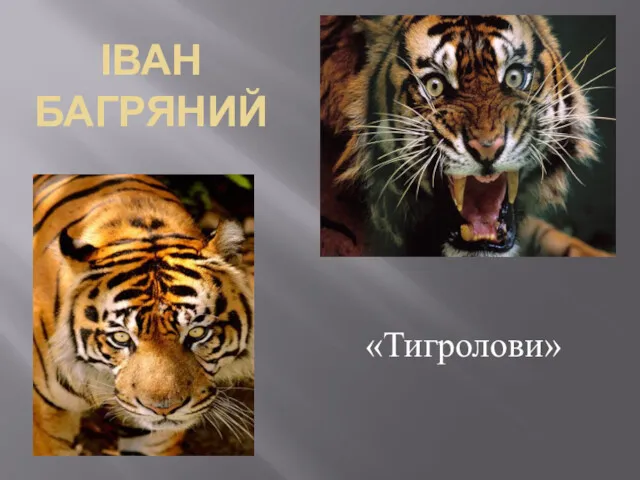 ІВАН БАГРЯНИЙ «Тигролови»