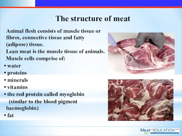 The structure of meat Animal flesh consists of muscle tissue or fibres, connective